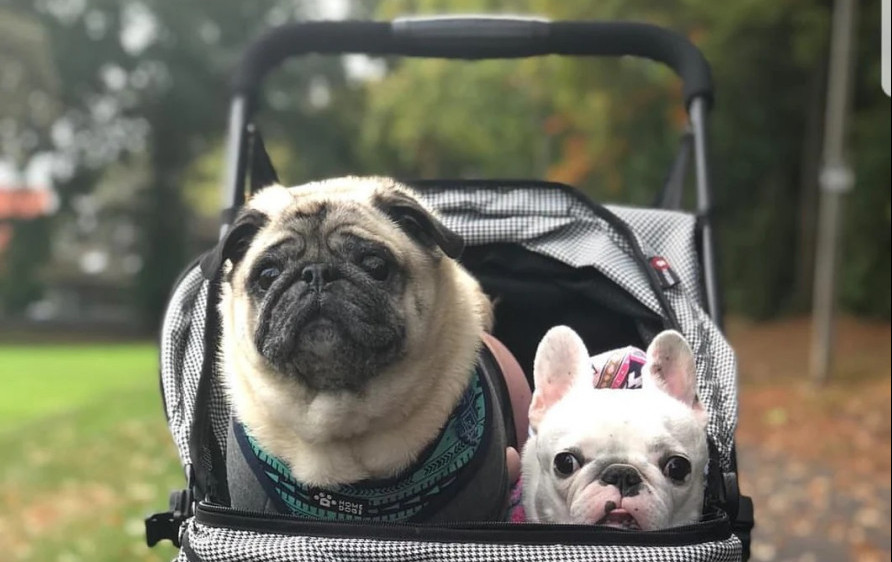 Pet Strollers for Dogs. Pug and Boston Terrier in dog stroller.