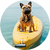 Cute dog on kayak. Pet Strollers for Dogs