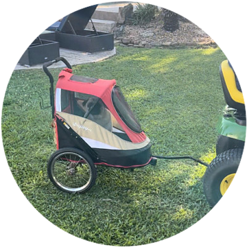 Cute pug being pulled behind a lawn mower in the dog stroller. 