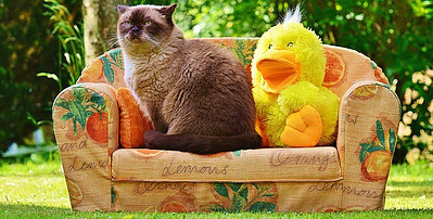 Best Online Pet Food Delivery. Cat sitting on couch with stuffed animal duck.